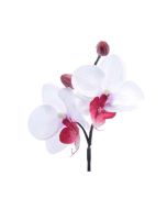 mini orchidee blanc fuchsia