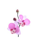 mini orchidee fuchsia