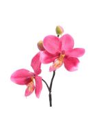 mini orchidee cyclamen