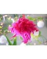 10 boules de plumes – fuchsia