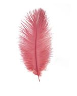 plumes autruche fuchsia