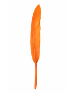 6 Plumes droites - orange