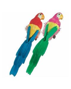 Perroquet en plumes 