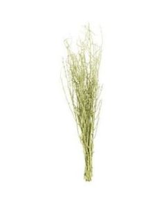 Branche de 10 brindilles de couleur vert anis à prix fou !!!