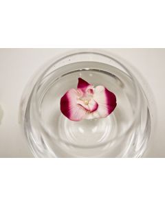 Lot 2 orchidées flottantes Fushia
